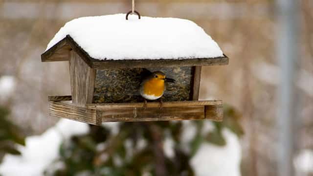 Caseta comedero para aves en invierno